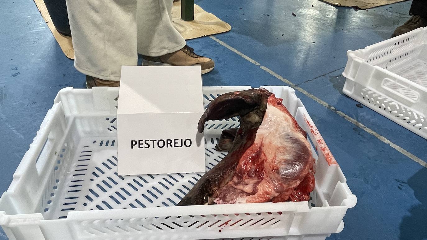 La XXII Matanza Tradicional del Cerdo Ibérico de Monesterio, en imágenes