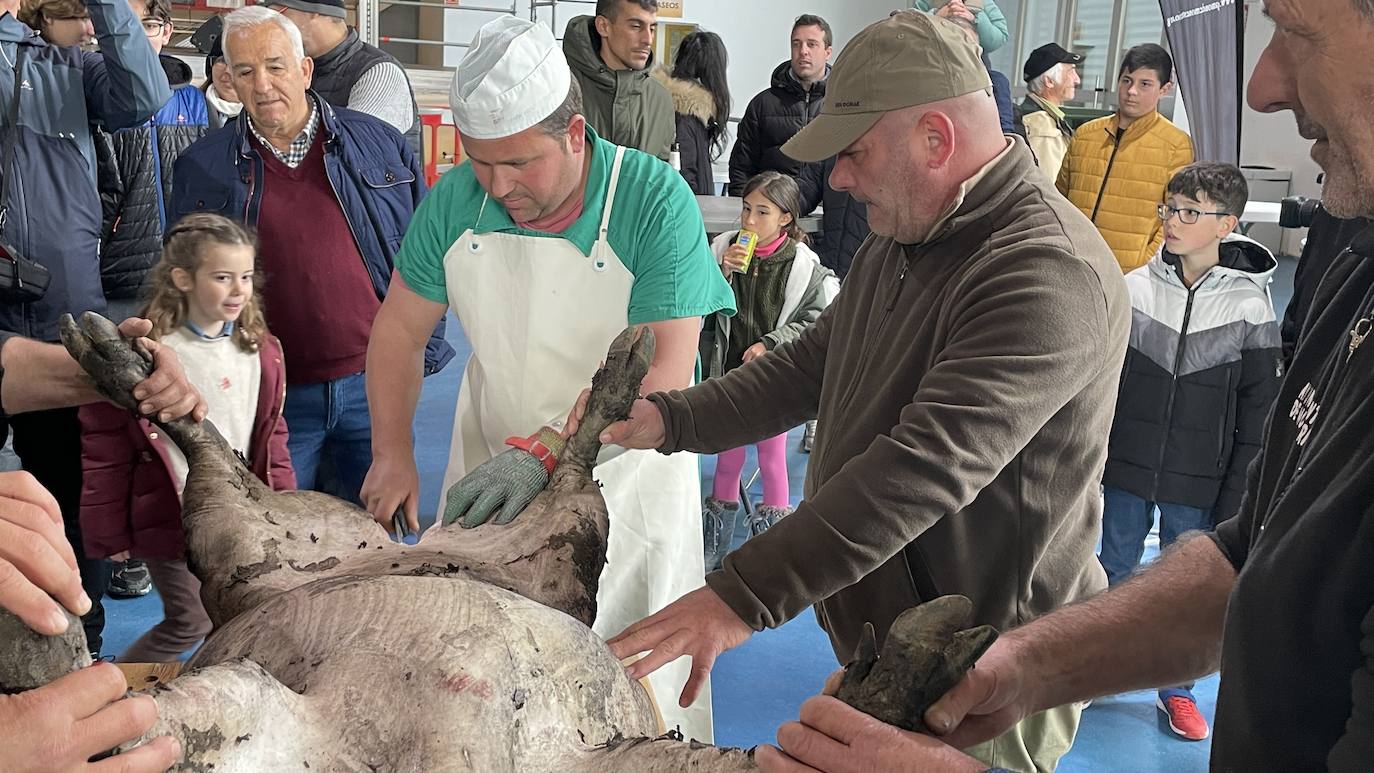 La XXII Matanza Tradicional del Cerdo Ibérico de Monesterio, en imágenes
