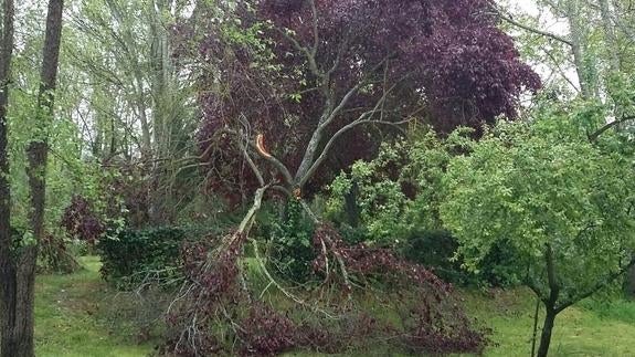 Árbol afectado en 'El Téjar'