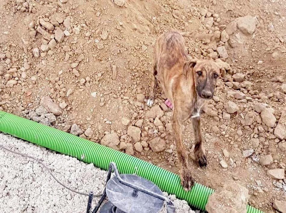 Uno de los cachorros encontrados a los que no pueden alojar 