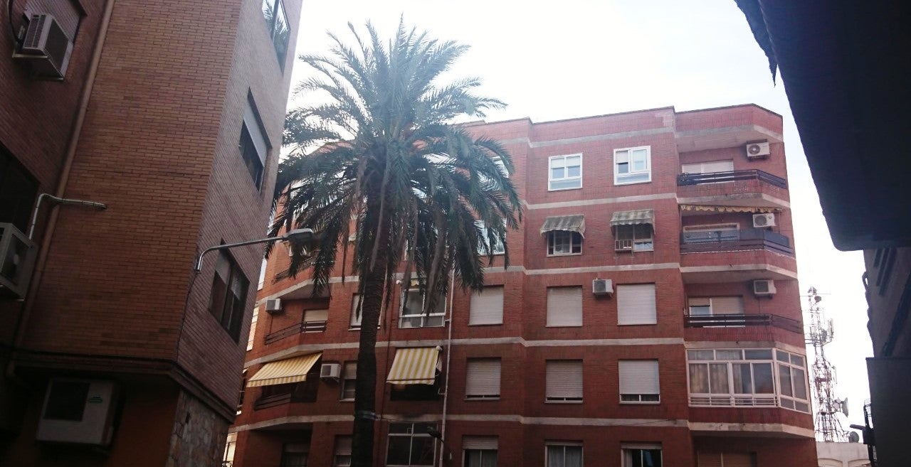 La palmera próxima a las viviendas 