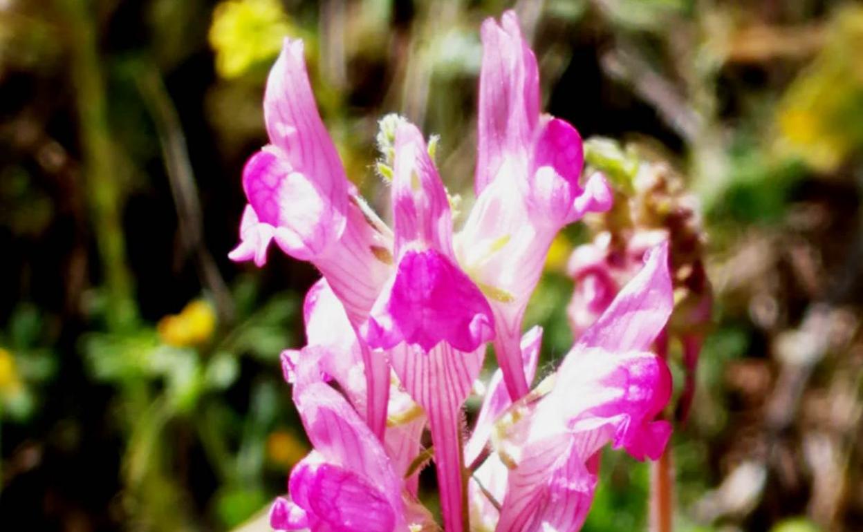 Confirman el hallazgo de una nueva especie vegetal en la sierra de Losar de la Vera