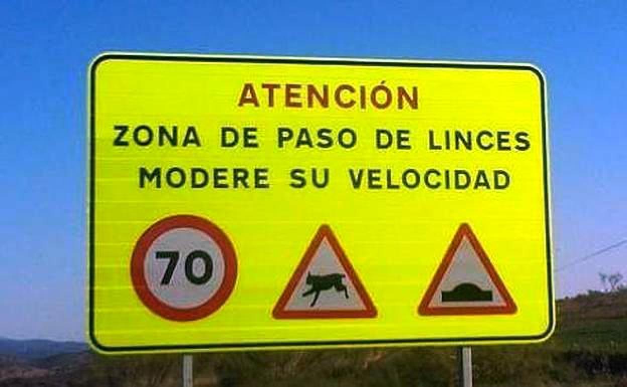 Muere atropellado un lince ibérico en la autovía, cerca de Almaraz