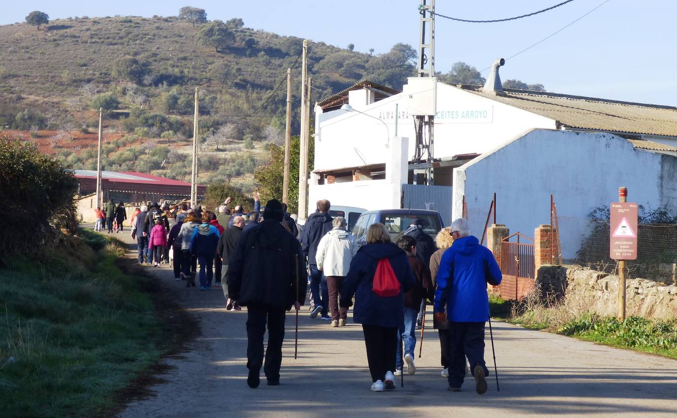 Fotos: Peraleda de San Román vive una jornada alrededor de la aceituna y el aceite de oliva