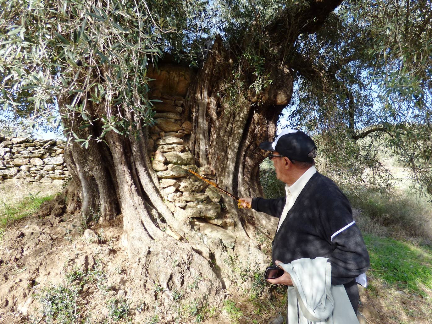 Fotos: Peraleda de San Román vive una jornada alrededor de la aceituna y el aceite de oliva