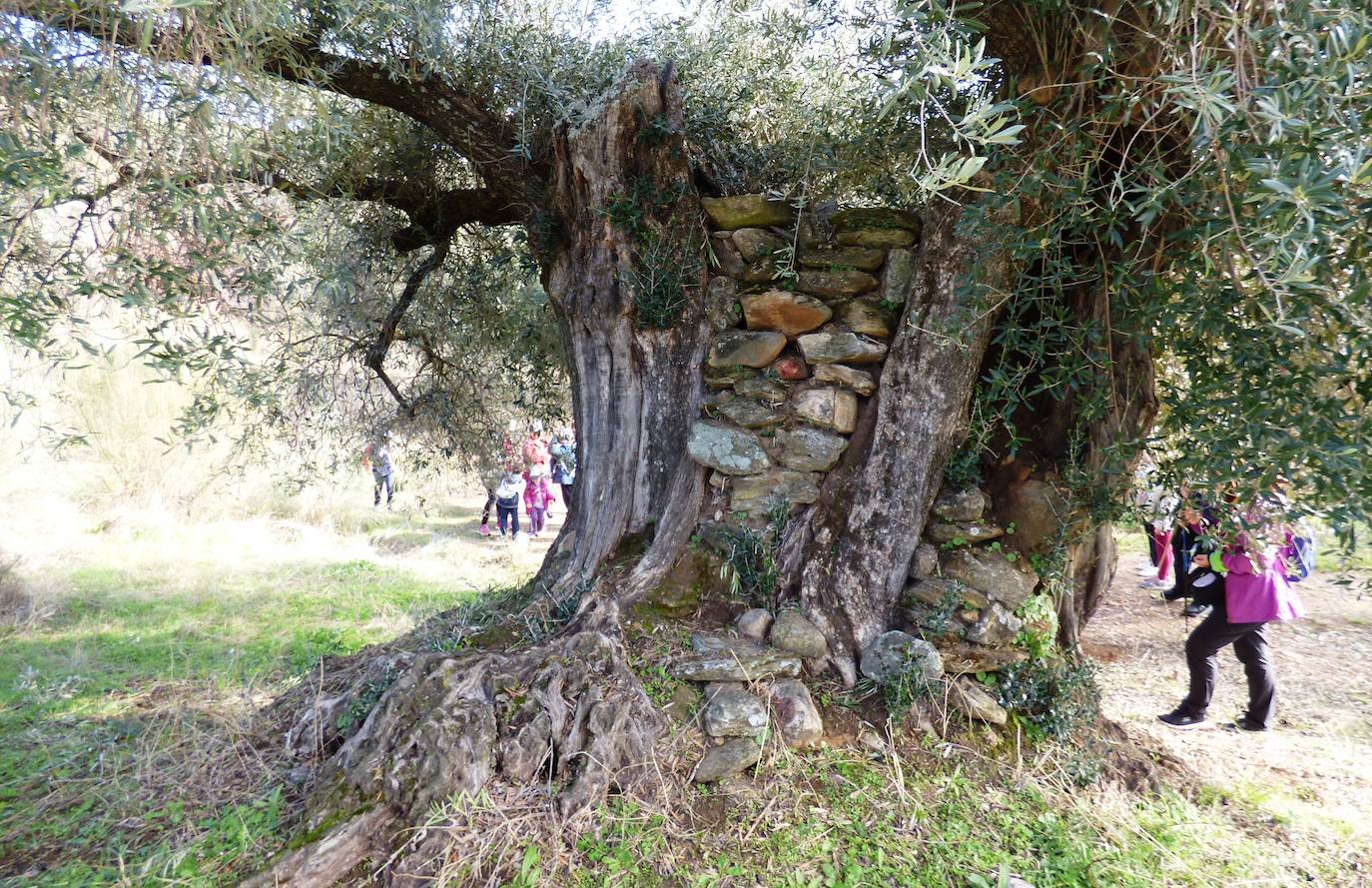 Fotos: Peraleda de San Román vive una jornada alrededor de la aceituna y el aceite de oliva