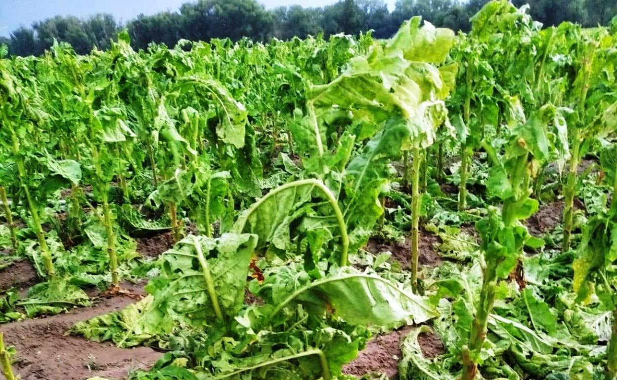 Tabaco dañado por las últimas tormentas 