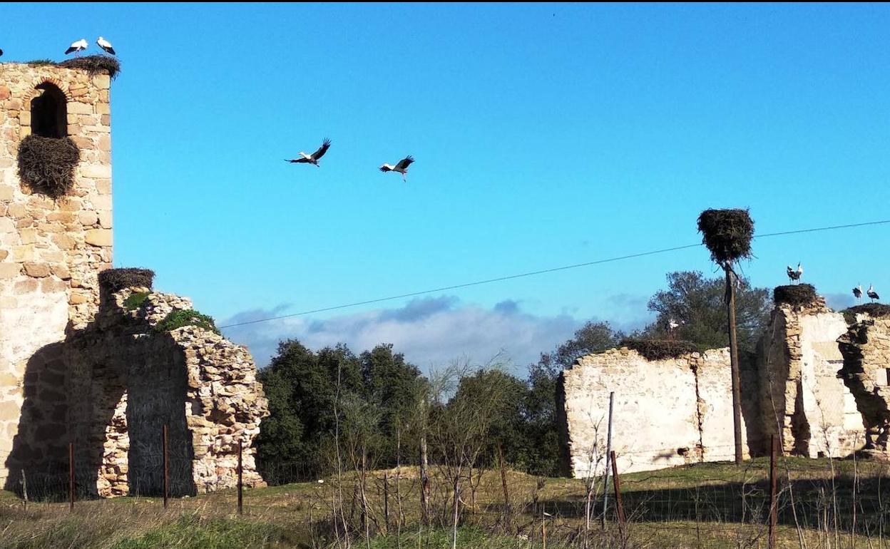 La Campana de la Mata, esa gran olvidada