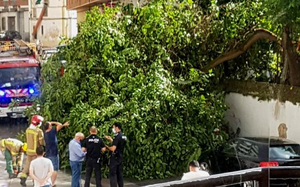Árbol caído frente al Teatro del Mercado 