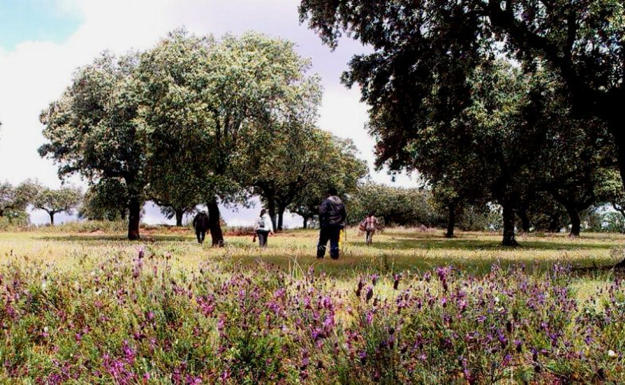Salida al campo para recoger setas 