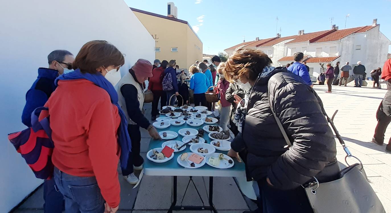 Clasificación e identificación de ejemplares en Majadas 