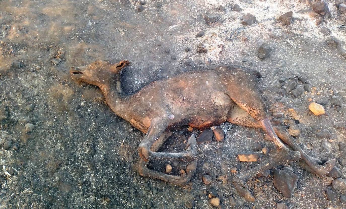 Fotos: Los incendios, en imágenes