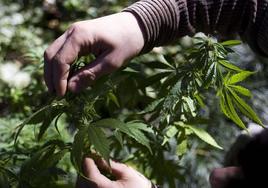 Extremadura sembrará quince hectáreas de cáñamo de forma experimental