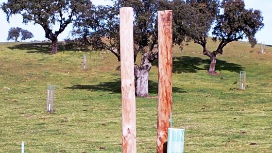 Denuncian el robo de 80 mallazos en la dehesa boyal de Belvís de Monroy