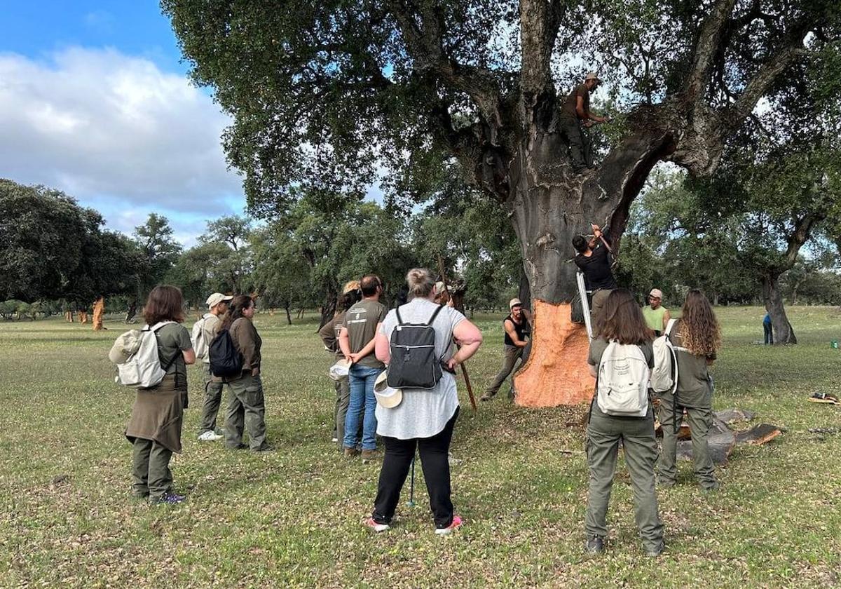 Estudiantes y profesionales conocen de cerca en Toril la saca del corcho