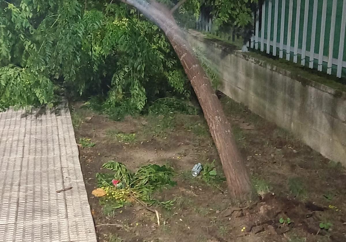 El viento vuelve a castigar al arbolado urbano