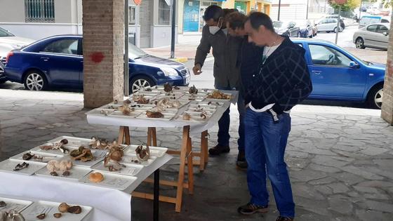 Las Jornadas Micológicas del Campo Arañuelo llegan este martes a la casa de cultura