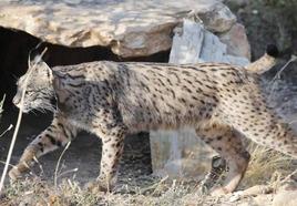 Arjabor estudia que el lince contribuya al desarrollo de la zona