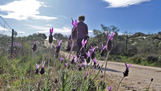 La Ruta Violeta volverá a unir Higuera de Albalat y Casas de Miravete