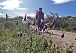 La Ruta Violeta volverá a unir Higuera de Albalat y Casas de Miravete