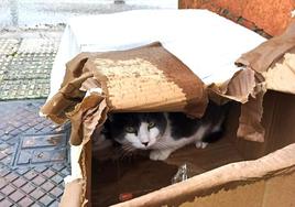 Gatos abandonados y rescatados en su día