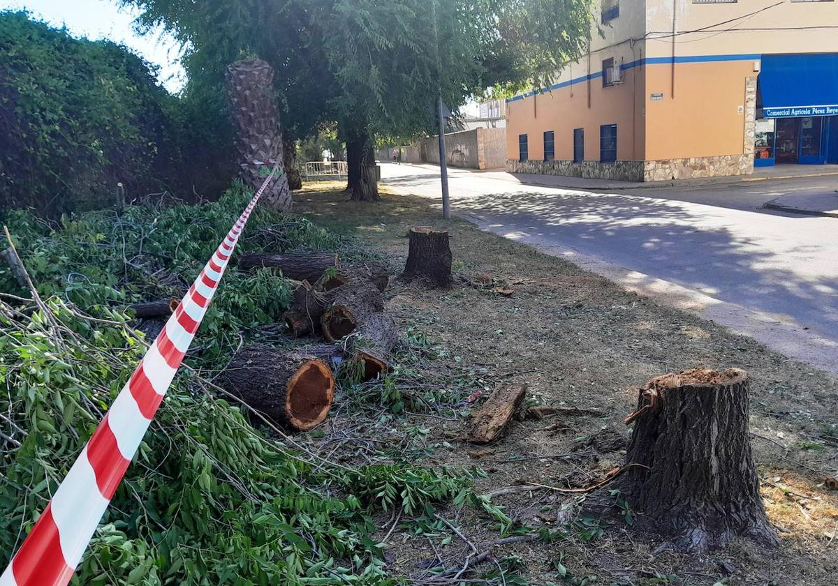 Empiezan a talarse los árboles de la calle Cartagena