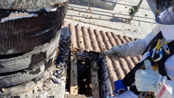 La presencia de abejas y avispas obliga a emitir un bando con el procedimiento a seguir