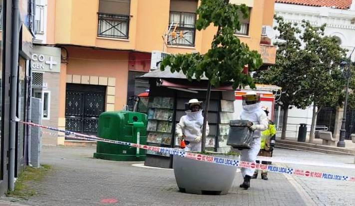 También aparecieron en gran número en la plaza de España