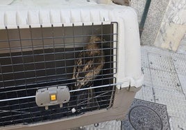 Los bomberos rescatan un águila calzada de un patio de luces