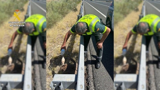 La Guardia Civil rescata a un buitre deshidratado en la A-5