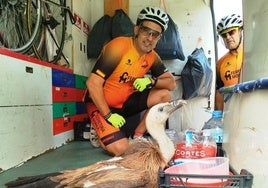 El buitre en el furgón de los Amigos de la Bici