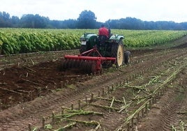 Explotación tabaquera del norte de Cáceres