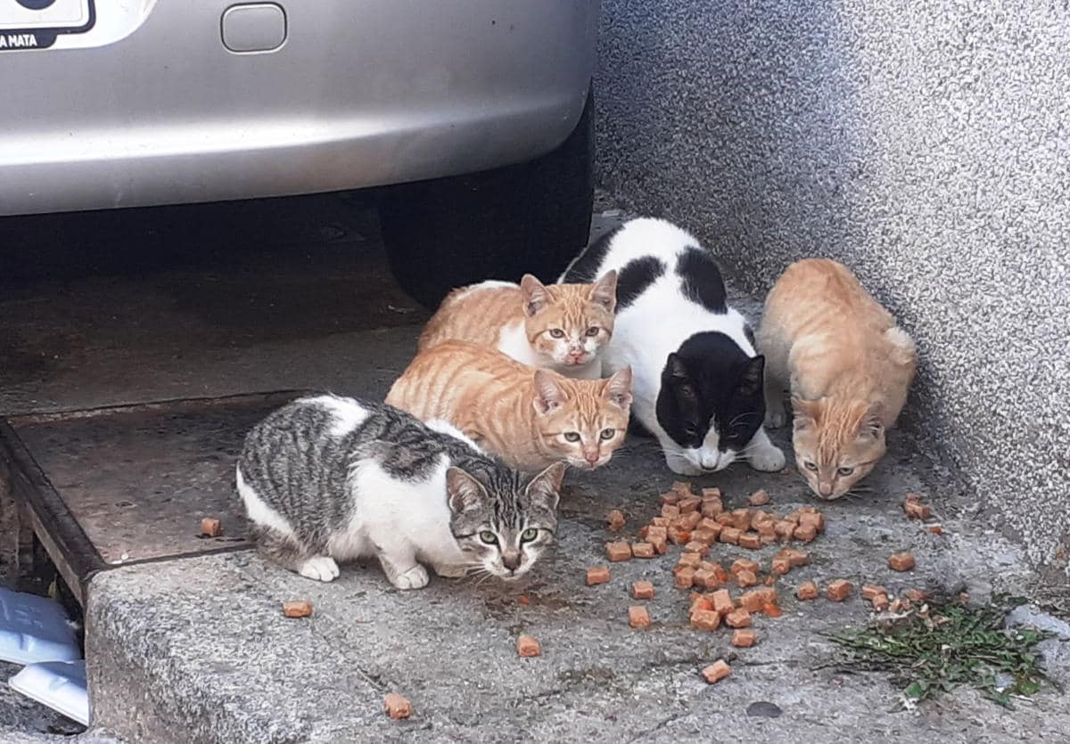 Gatos callejeros alimentados por vecinas