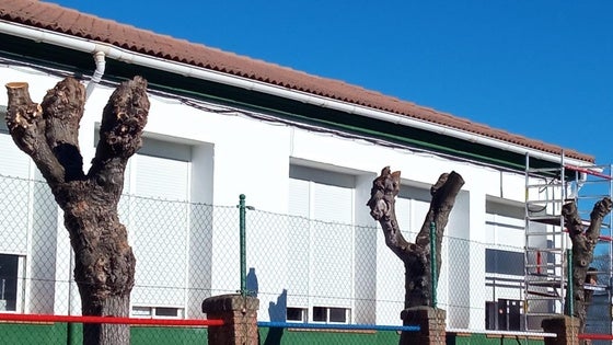 La destrucción del arbolado urbano una vez más