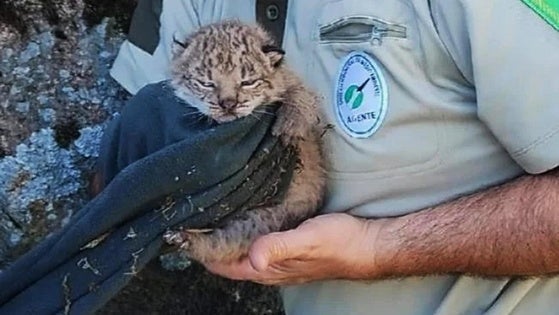 Rescatados tres cachorros de lince ibérico tras el atropello mortal de su madre cerca de Navalmoral