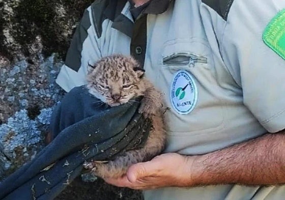 Rescatados tres cachorros de lince ibérico tras el atropello mortal de su madre cerca de Navalmoral