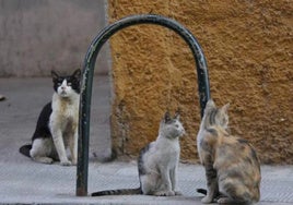 El método CER busca controlar a los gatos comunitarios