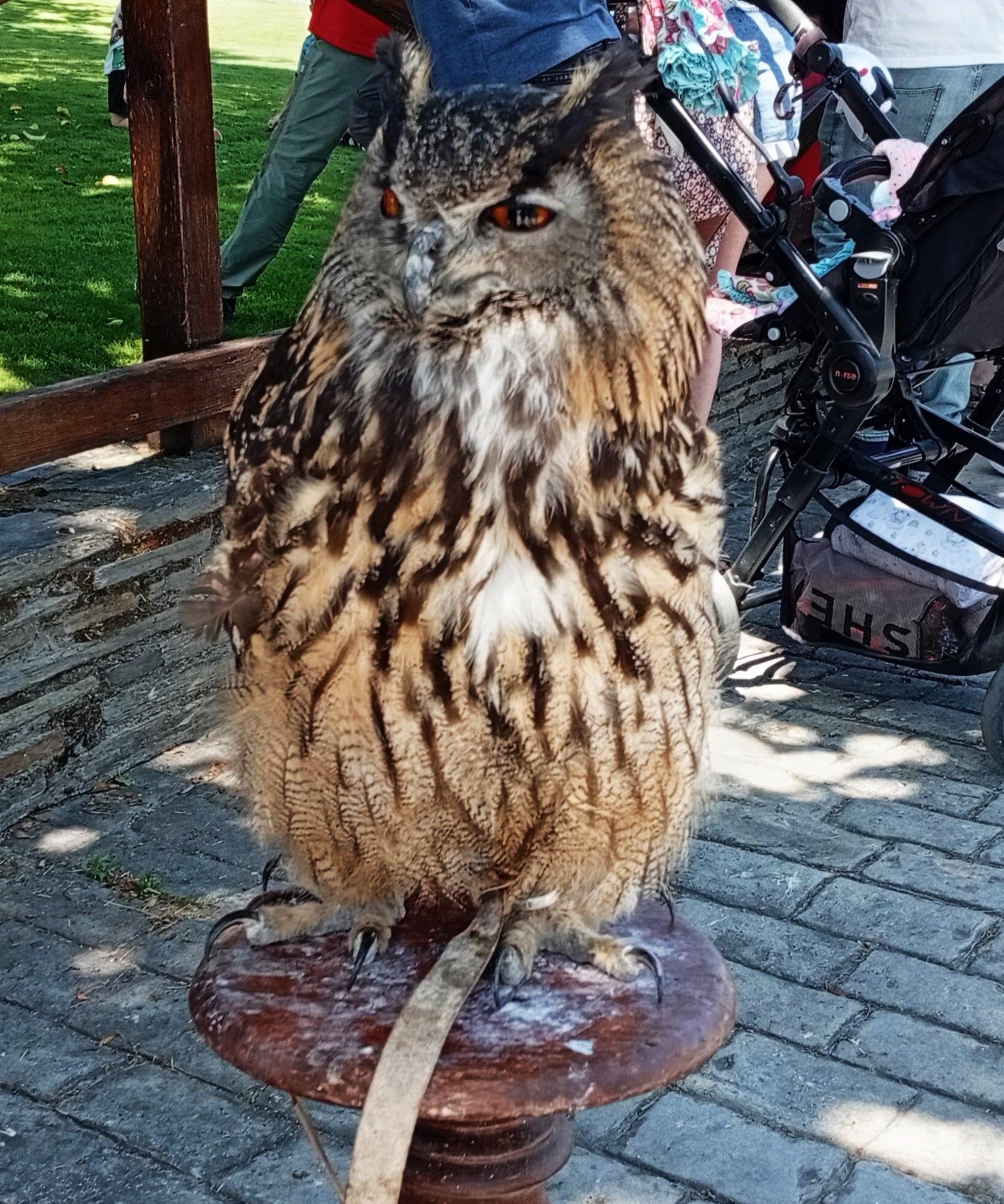 Toril vuelve a homenajear a la dehesa y al río Tiétar