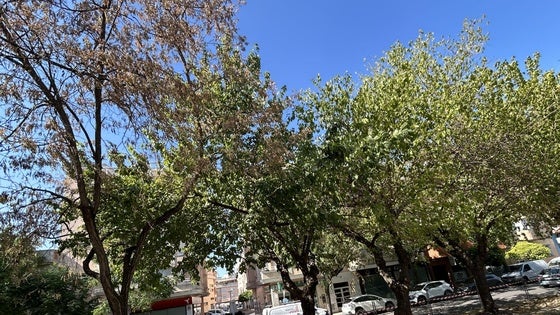 Liberales denuncia que las obras de la avenida de las Angustias están paralizadas y que los árboles se secan