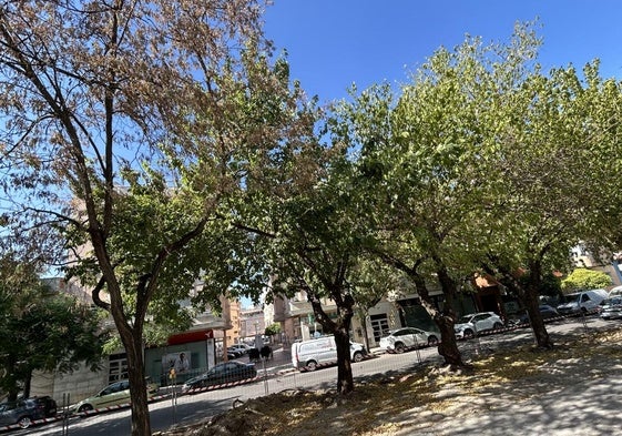 Liberales denuncia que las obras de la avenida de las Angustias están paralizadas y que los árboles se secan
