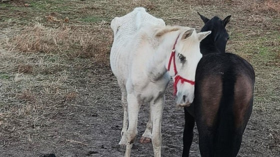 Detenido por maltrato animal tras la muerte de un potro
