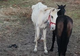 Los animales fueron localizados en estado de abandono