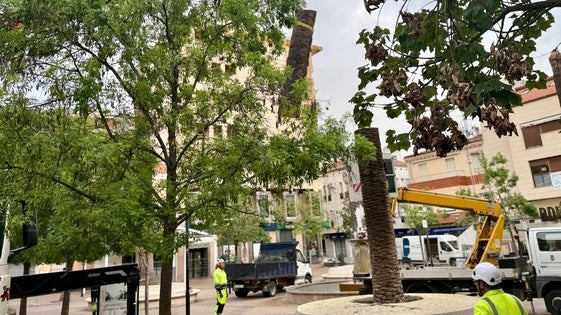 Trabajos de mejora y sustitución del arbolado en la plaza del Jardincillo