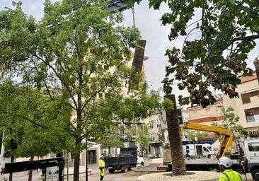 Trabajos de mejora y sustitución del arbolado en la plaza del Jardincillo