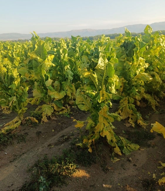 El pedrisco daña cerca de 600 hectáreas de tabaco, lo que supone entre el 8% y el 10% de la región