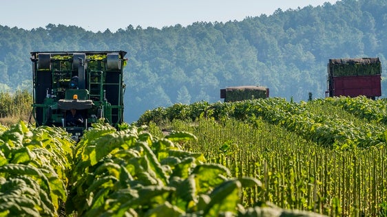 Cetarsa compra más del 70% del tabaco que se produce en España