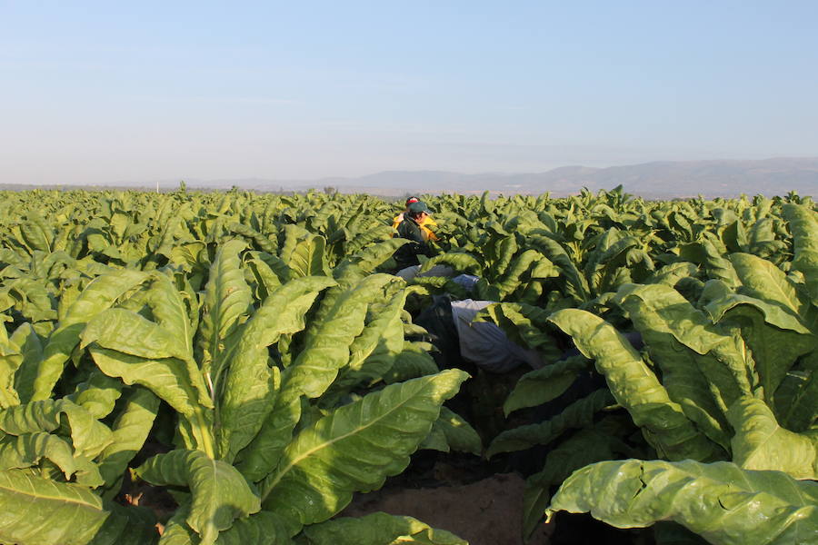El futuro del tabaco y las oportunidades empresariales, a debate en Talayuela