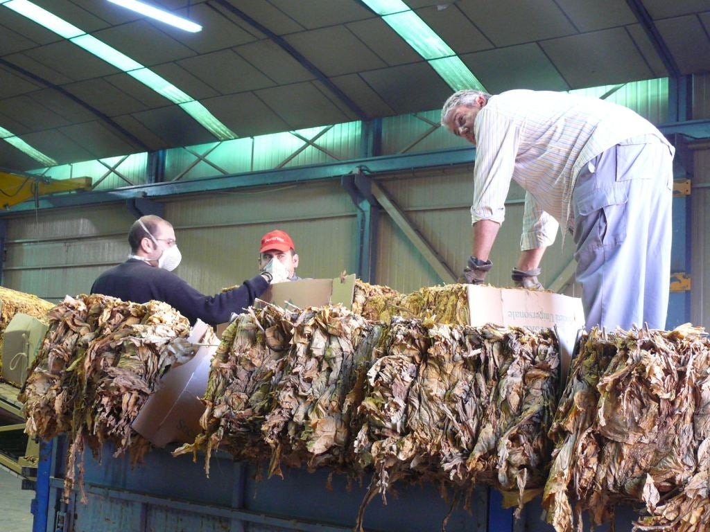 El sector tabaquero pide a la Junta la elaboración de un plan de sostenimiento del cultivo