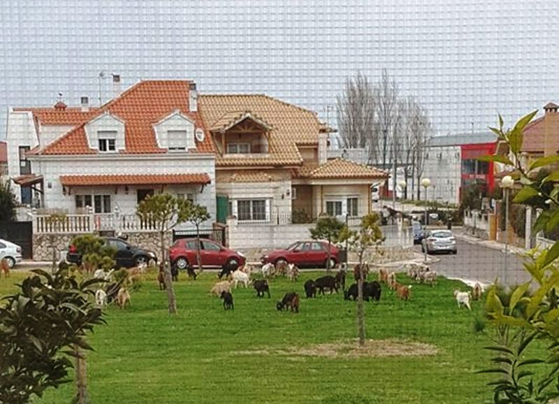 Cabras en la zona de La Bamba