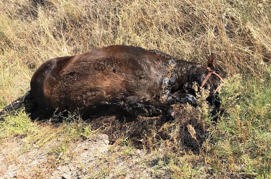 El cadáver de un caballo lleva una semana en una cuneta